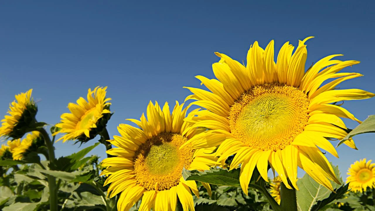 What Direction Do Sunflowers Face? Unraveling Nature's Marvel
